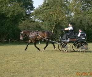 photo Mariage en caleche, prestations attelage St Hilaire De Chaleons 5984