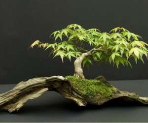 Club Des Amis Des Bonsai