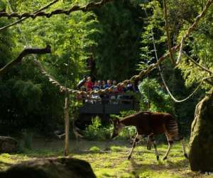 photo Bioparc de dou-la-fontaine Doue La Fontaine 8295