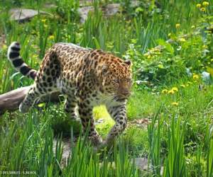 Zoo Des Sables