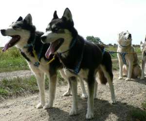 photo Husky dream, chiens de traineau Brigne 8509
