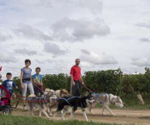 photo Husky dream, chiens de traineau Brigne 8511