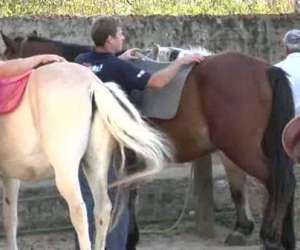 photo Le haras centre de tourisme equestre St Thomas De Conac 3307