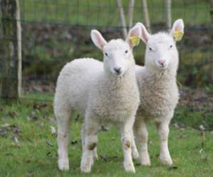 photo Parc  mouton village Vasles 2387