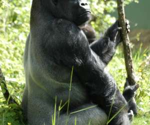 photo La vallee des singes Romagne 2413