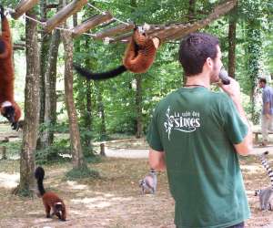 photo La vallee des singes Romagne 2414