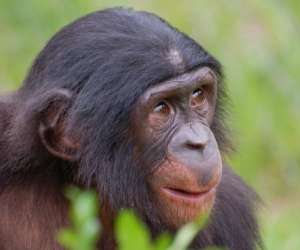 photo La vallee des singes Romagne 5922