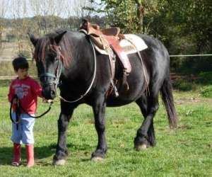 Domaine Dilki : Promenades A Cheval, Et A Poney