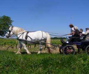 Cheval  De  Trait  Nature