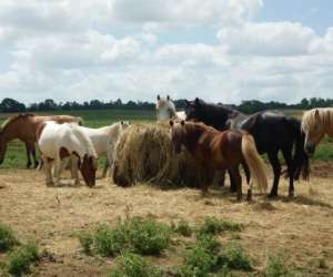 photo Les ecuries de lancelot Ranville Breuillaud 4150