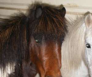 photo Centre equestre de roiffe, le  haras des ouches Roiffe 5287