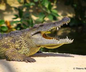 La Planete Des Crocodiles