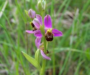 Sortie Decouverte Orchidees Sauvages