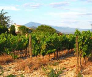 photo Domaine les  ondines  -  jrmy onde Sarrians 16810