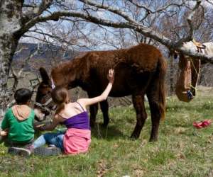 Camping  La Ferme Bamboul