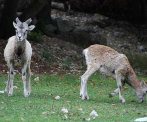 Parc Animalier La Valle Sauvage