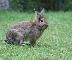photo Parc animalier la valle sauvage St Geniez 17055