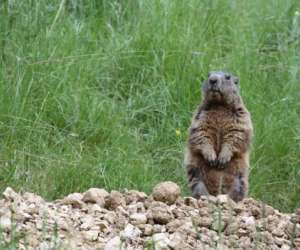 photo Parc animalier la valle sauvage St Geniez 17056