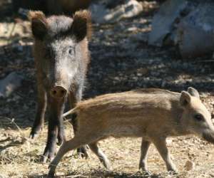 photo Parc animalier la valle sauvage St Geniez 17057