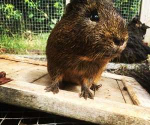 photo Parc animalier la valle sauvage St Geniez 17059