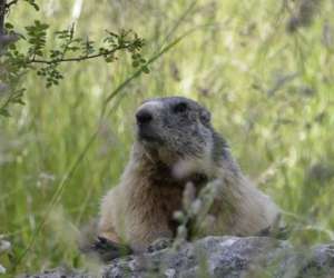 photo Parc animalier la valle sauvage St Geniez 17061