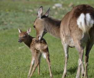 photo Parc animalier la valle sauvage St Geniez 17062