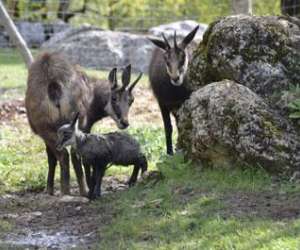 photo Parc animalier la valle sauvage St Geniez 17063