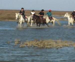 photo Crin blanc Stes Maries De La Mer 2912