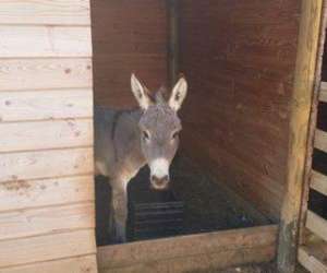 photo Ferme animalire d'auriol Auriol 14606