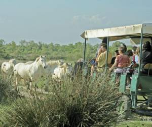 Les Marais Du Vigueirat