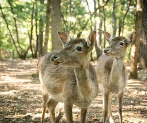photo Aoubre l'aventure nature ' accrobranche' Flassans Sur Issole 15874