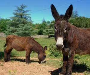 photo Aoubre l'aventure nature ' accrobranche' Flassans Sur Issole 15875
