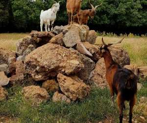 photo Aoubre l'aventure nature ' accrobranche' Flassans Sur Issole 15876