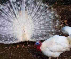 photo Aoubre l'aventure nature ' accrobranche' Flassans Sur Issole 15879