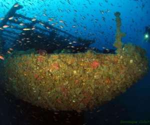 photo A l'eau plonge 83 / bulles passion plonge La Londe Les Maures 10980