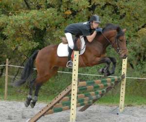 photo Centre equestre pegase St Michel L Observatoire 2598