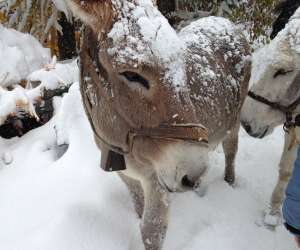 photo Chalet g�te etape le cassu Abries 10488