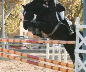photo Ecuries de vaucroze Sorgues 8523