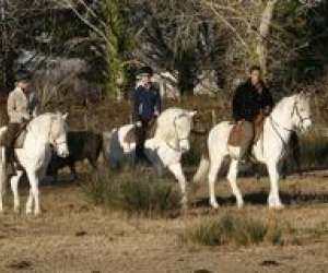 Centre Equestre Les Arnelles En Camargue //ffe