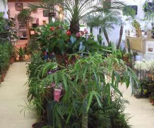 photo Jardinerie tretsoise Trets 3372