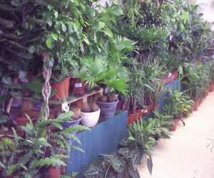 photo Jardinerie tretsoise Trets 3378