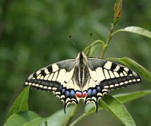 photo Aoubre l'aventure nature 'le jardin papillons' Flassans Sur Issole 3624