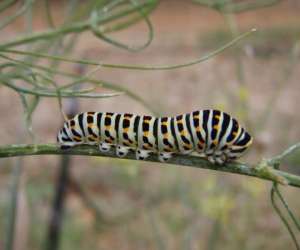 photo Aoubre l'aventure nature 'le jardin papillons' Flassans Sur Issole 3625