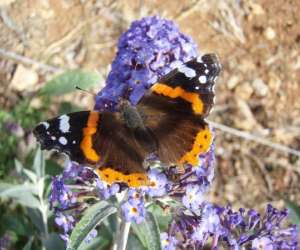 photo Aoubre l'aventure nature 'le jardin papillons' Flassans Sur Issole 3628