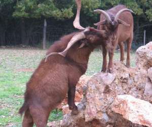 photo Aoubre l'aventure nature 'le jardin papillons' Flassans Sur Issole 3630