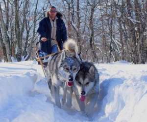 Chiens De Traineaux Little Track Kennel