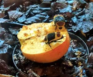 photo Le naturoptre Serignan Du Comtat 16339