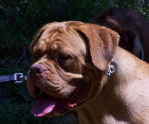 photo Form'dog La Fare Les Oliviers 5025