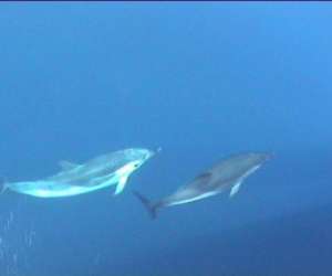 photo Fishmania peche au gros Cavalaire Sur Mer 5483