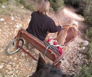 photo Les chevaux du bessillon - initiations et dcouverte du  poney Carces 6360